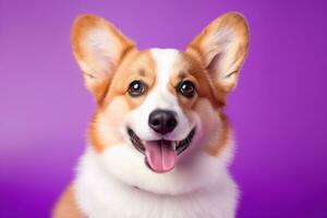 ai generato carino gallese corgi cane su un' viola sfondo foto