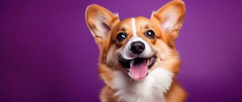 ai generato carino gallese corgi cane su un' viola sfondo foto