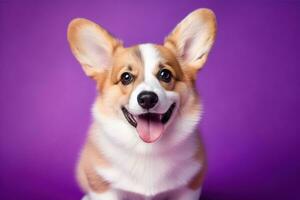 ai generato carino gallese corgi cane su un' viola sfondo foto