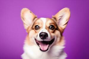 ai generato carino gallese corgi cane su un' viola sfondo foto