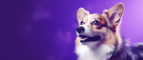 ai generato carino gallese corgi cane su un' viola sfondo foto