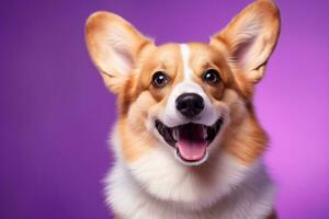 ai generato carino gallese corgi cane su un' viola sfondo foto