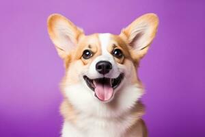 ai generato carino gallese corgi cane su un' viola sfondo foto