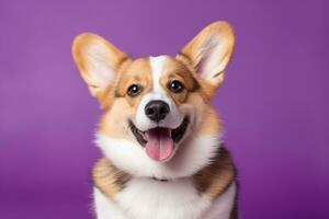 ai generato carino gallese corgi cane su un' viola sfondo foto