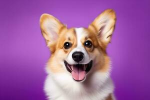 ai generato carino gallese corgi cane su un' viola sfondo foto