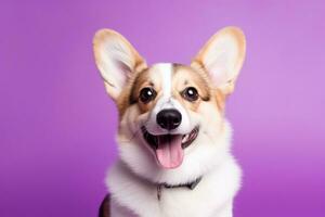 ai generato carino gallese corgi cane su un' viola sfondo foto