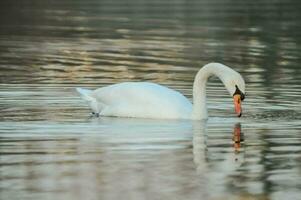 un' cigno nuoto nel un' lago con un' riflessione foto