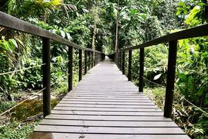 un' di legno ponte nel il giungla foto
