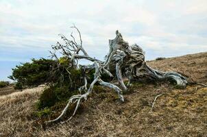 un' morto albero su il lato di un' collina foto