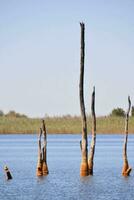 alberi morti nell'acqua foto