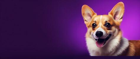 ai generato carino gallese corgi cane su un' viola sfondo foto