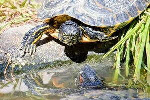 un' tartaruga è seduta su un' roccia guardare a un altro tartaruga nel il acqua foto