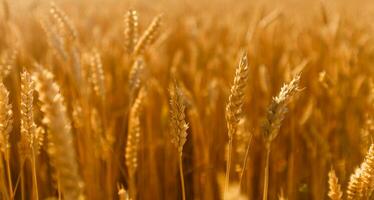 sorprendente agricoltura tramonto paesaggio.crescita natura raccolto. Grano campo naturale Prodotto. orecchie di d'oro Grano vicino su. rurale scena sotto luce del sole. estate sfondo di maturazione orecchie di paesaggio. foto