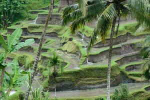 sereno terrazze di bali foto