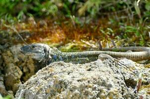 un iguana è seduta su un' roccia foto