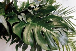 varie foglie verdi esotiche di mostri e palme per il concetto di natura, set di foglie tropicali isolate su sfondo bianco foto