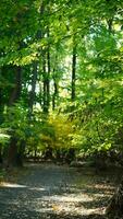 il bellissimo autunno Visualizza con il colorato alberi e le foglie nel il parco foto