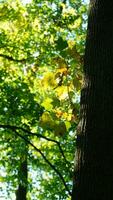 il bellissimo autunno Visualizza con il colorato alberi e le foglie nel il parco foto