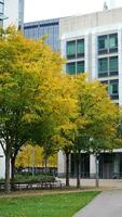 il bellissimo città universitaria autunno Visualizza con il colorato alberi e le foglie nel il piovoso giorno foto