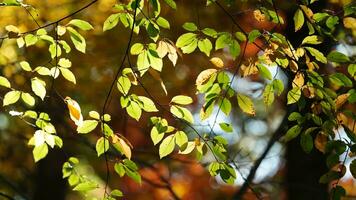 il bellissimo autunno Visualizza con il colorato alberi e le foglie nel il parco foto