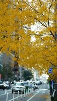 il bellissimo città universitaria Visualizza con il colorato alberi e le foglie nel autunno foto