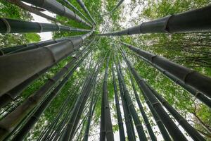 bambù verde nella foresta
