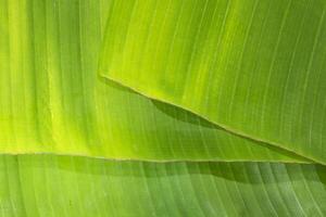 texture foglia di banana verde
