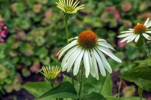 echinacea purpurea. un' classico nord americano prateria pianta con appariscente grande fiori. foto