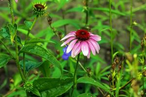 echinacea purpurea. un' classico nord americano prateria pianta con appariscente grande fiori. foto