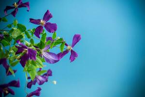 bellissimo fioritura clematide su un' blu sfondo foto