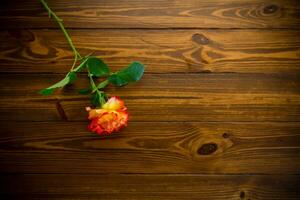 uno rosso bellissimo fioritura rosa su un' di legno tavolo foto