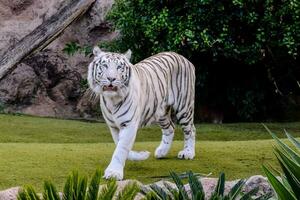 un' bianca tigre a piedi attraverso un' erboso la zona foto