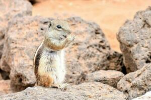 un' terra scoiattolo mangiare un' Noce su un' roccia foto