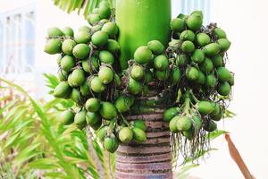 albero di noce di betel foto