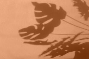 Monstera foglia ombra su pesca fuzz sfondo con spazio per testo. natura sfondo foto