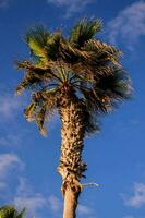 palma albero soffiaggio nel il vento foto