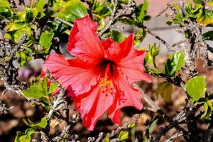 un' rosso fiore è fioritura nel il mezzo di un' cespuglio foto