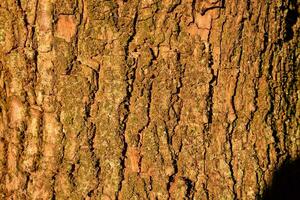 un' vicino su di un' albero tronco con un' ombra foto