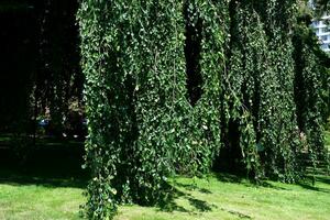 faro collina parco Vittoria Canada avanti Cristo natura alberi nel primavera e estate nel il verdura le foglie stagno bellissimo tempo metereologico camminare nel il città centro foto