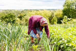 pensionato più vecchio donna raccolta verdure a partire dal sua giardino. foto