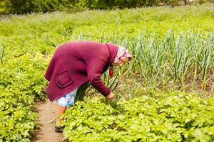 pensionato più vecchio donna raccolta verdure a partire dal sua giardino. foto