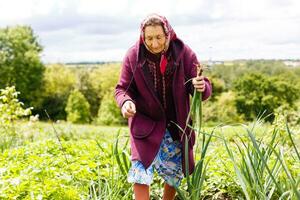 pensionato più vecchio donna raccolta verdure a partire dal sua giardino. foto