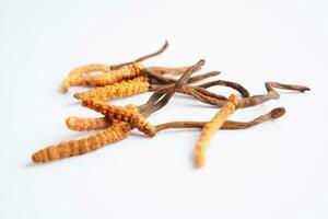 cordyceps sinensis o ofiocordyceps sinensis isolato su bianca sfondo, fungo erba trattamento medicinale. foto