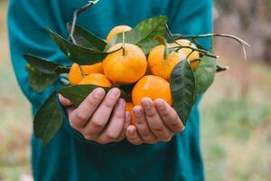 mandarino raccolta nel il giardino per sfondo foto