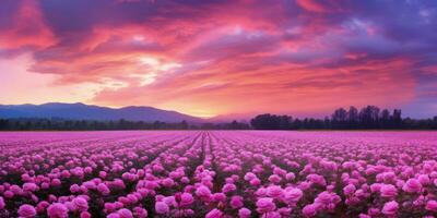 ai generato rosa campo nel il Alba mattina con bellissimo cielo foto