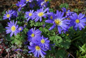 bellissimo blu anemone appennino fiori su verde erba sfondo vicino su. foto