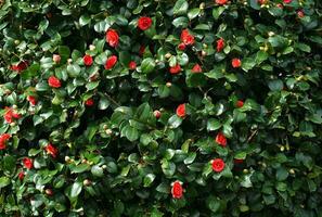 incredibile bellissimo rosso camelia - camelia giapponese, conosciuto come Comune camelia o giapponese camelia. foto