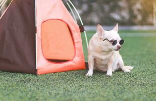 Marrone corto capelli chihuahua cane indossare occhiali da sole seduta nel davanti di arancia campeggio tenda su verde erba, all'aperto, guardare lontano. animale domestico viaggio concetto. foto