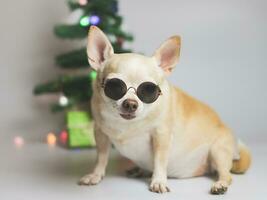 Marrone corto capelli chihuahua cane indossare occhiali da sole seduta su bianca sfondo con Natale albero, regalo scatole. foto