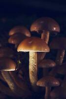 macro tiro di minuscolo funghi in crescita nel foresta foto